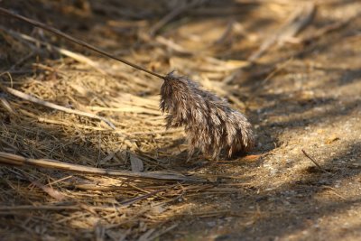 Phragmites australis- Common Reed