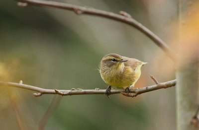 Palm Warbler