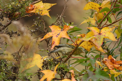 Blackpoll Warbler