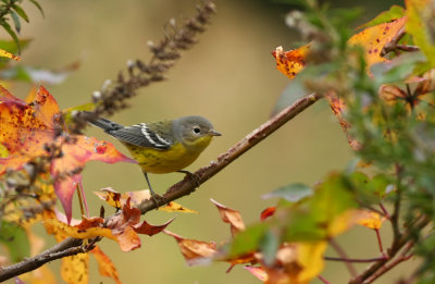 Magnolia Warbler