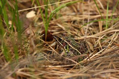 southernleopardfrog.jpg