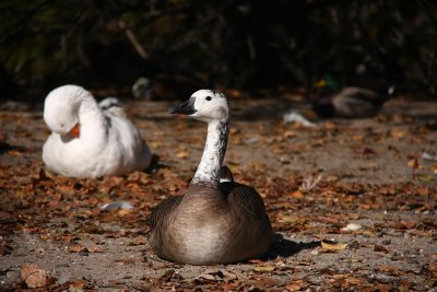 Hybrid Goose (canada x chinese goose (=domestic form of swan goose)