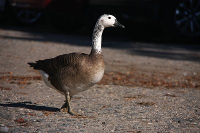 Hybrid Goose (canada x chinese goose (=domestic form of swan goose)