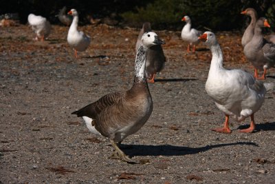 Hybrid Goose (canada x chinese goose (=domestic form of swan goose)