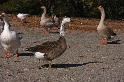 Hybrid Goose (canada x chinese goose (=domestic form of swan goose)