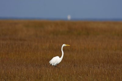 Great Egret