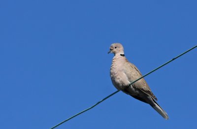 Eurasian Collared-Dove (1 of 3)