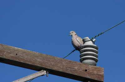 Eurasian Collared-Dove (1 of 3)