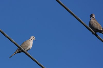 Eurasian Collared-Doves (2 of 3)
