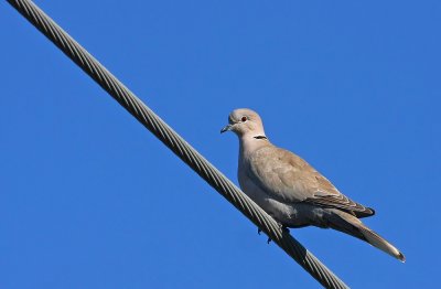Eurasian Collared-Doves (1 of 3)