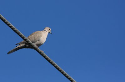 Eurasian Collared-Doves (1 of 3)