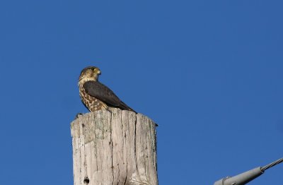 Merlin