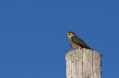 Merlin