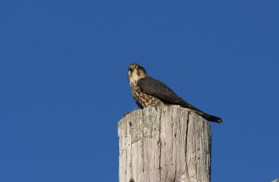 Merlin