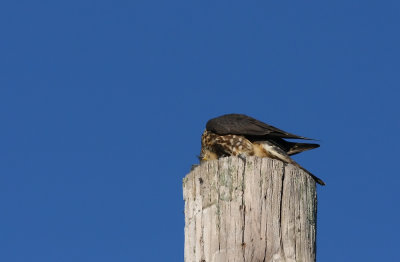 Merlin