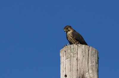 Merlin