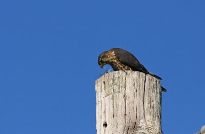 Merlin