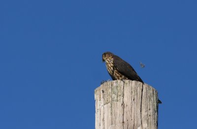 Merlin