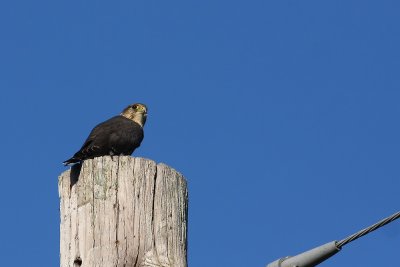 Merlin