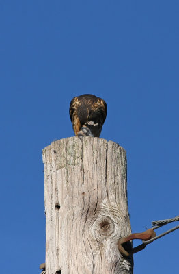 Merlin