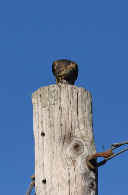 Merlin