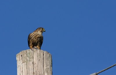 Merlin