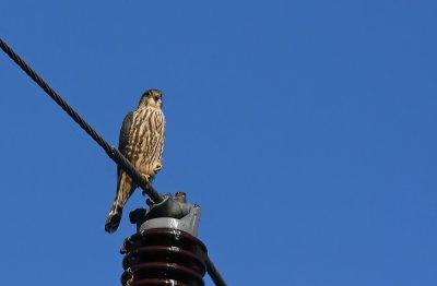 Merlin