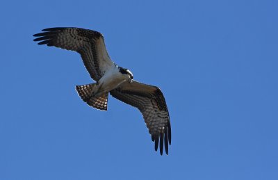 Osprey