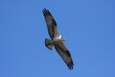 Osprey