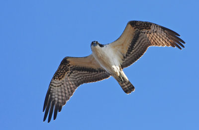 Osprey