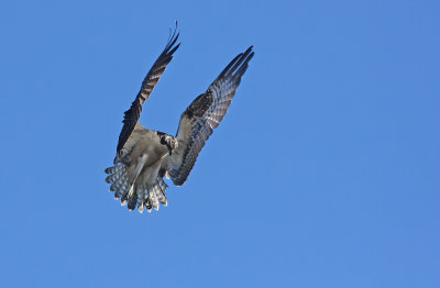 Osprey