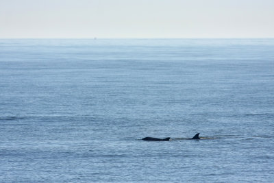 Bottlenose Dolphins