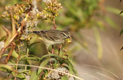 Palm Warbler