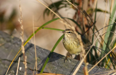 Palm Warbler