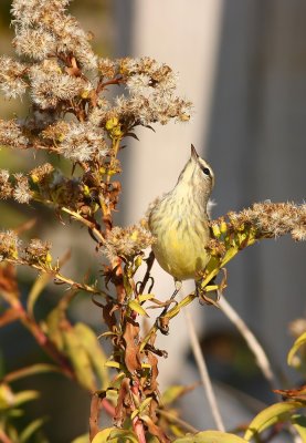 Palm Warbler