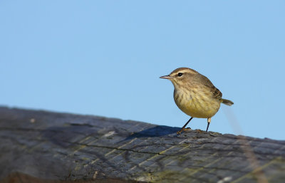 Palm Warbler