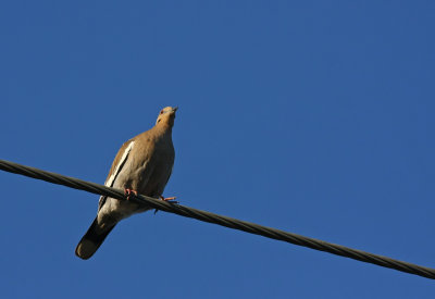 White-winged Dove