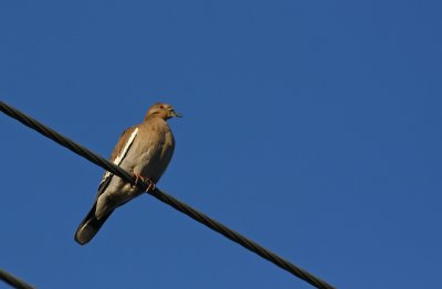 White-winged Dove