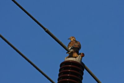 White-winged Dove