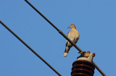 White-winged Dove