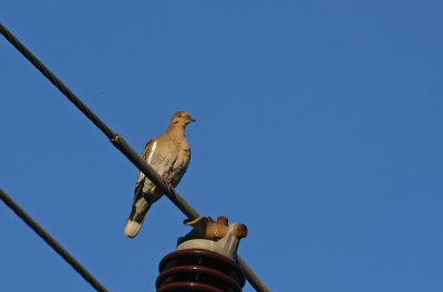 White-winged Dove