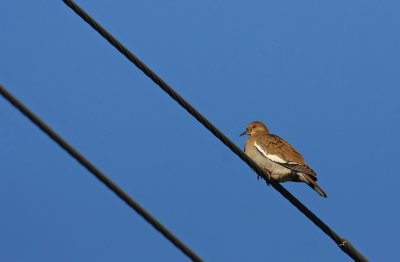 White-winged Dove