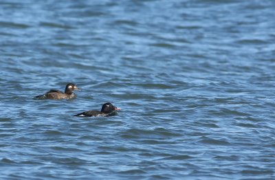 White-winged Scoter