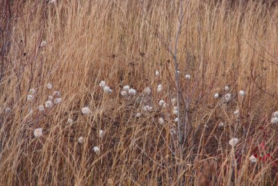 Eriophorum virginicum- Tawny Cotton Grass
