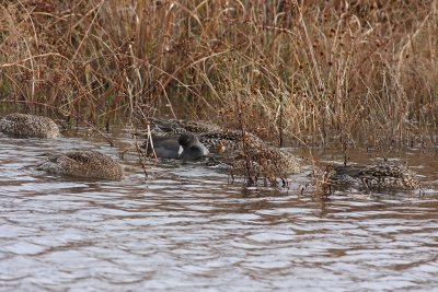 American Coot with Northern Pintails