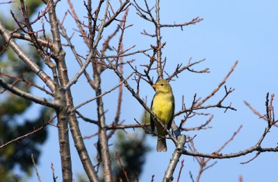 Western Tanager (female)