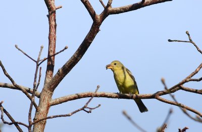 Western Tanager (Female)