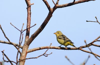 Western Tanager (Female)