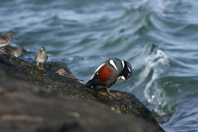 Harlequin Duck