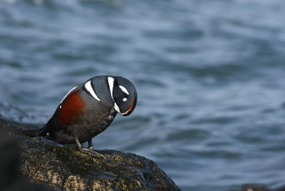 Harlequin Duck
